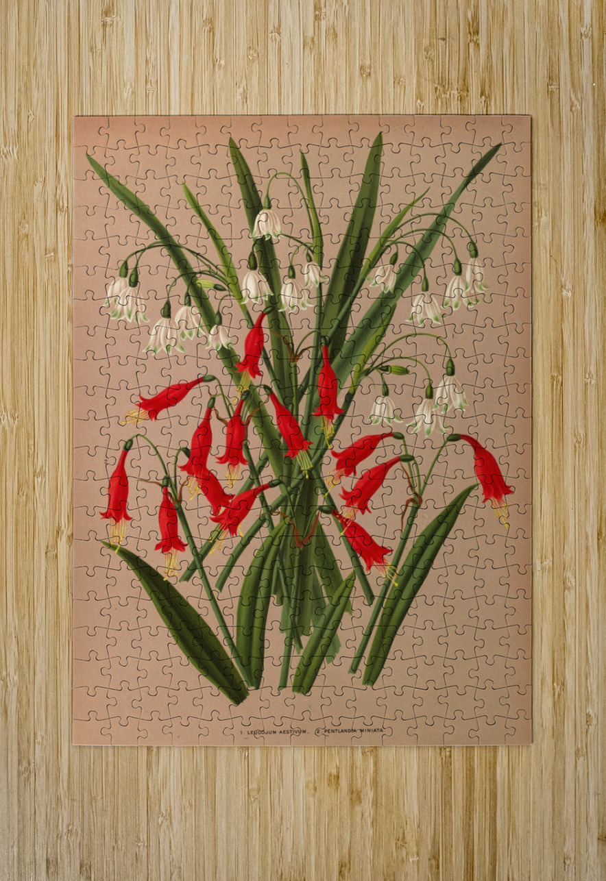 Album van Eeden : Haarlems flora : 1872-1881 IStockHistory com Puzzle printing