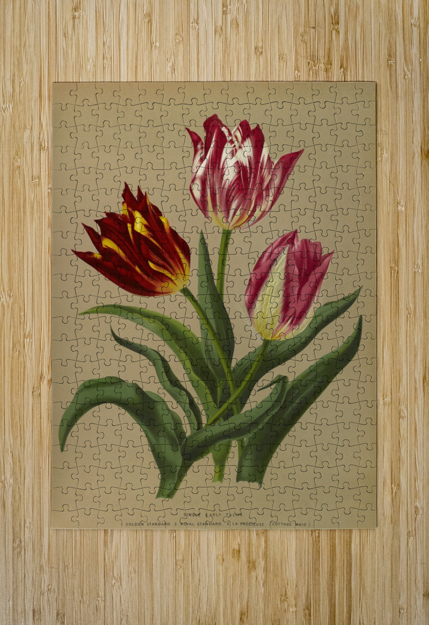 Album van Eeden : Haarlems flora : 1872-1881 IStockHistory com Puzzle printing