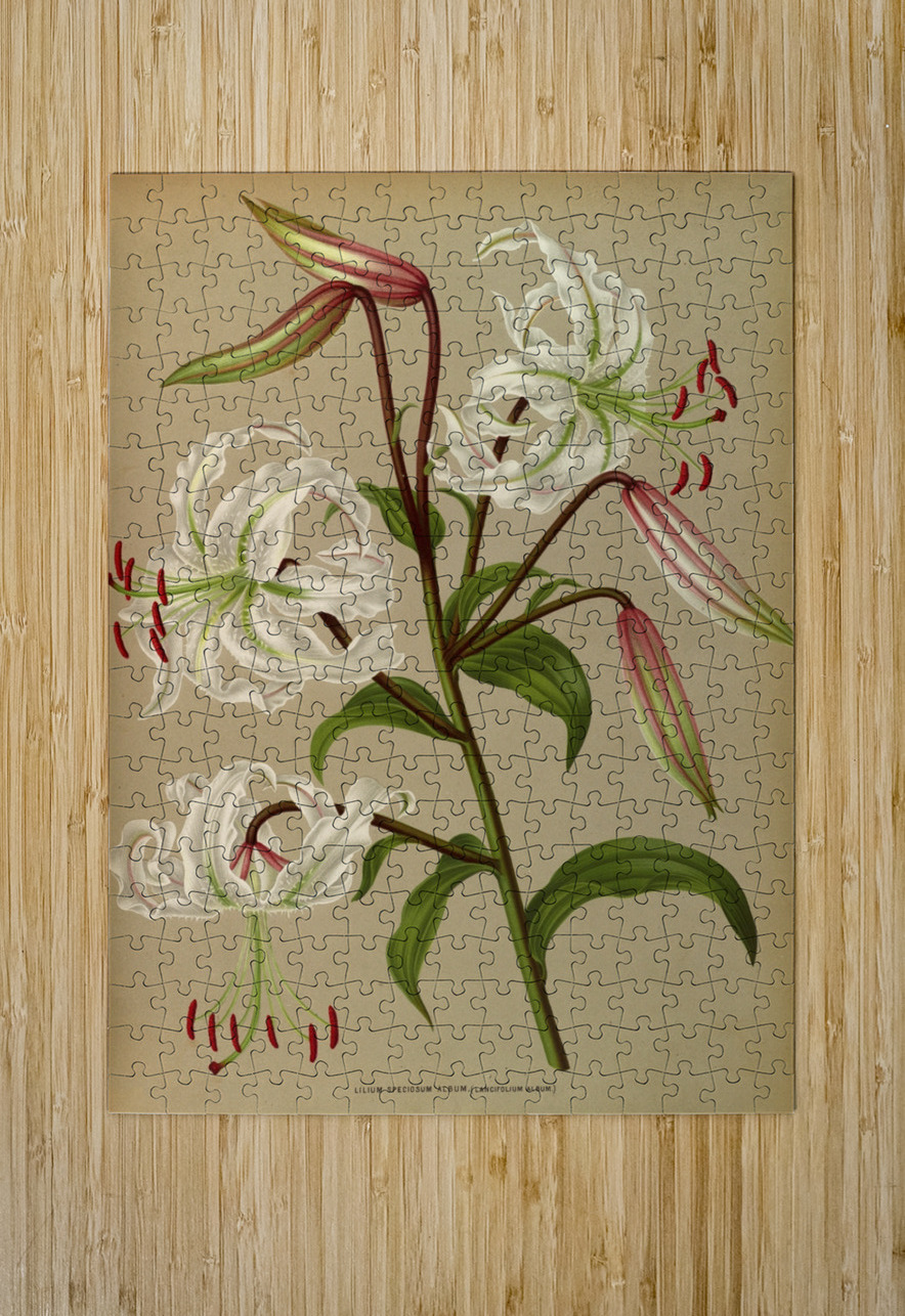 Album van Eeden : Haarlems flora : 1872-1881 IStockHistory com Puzzle printing