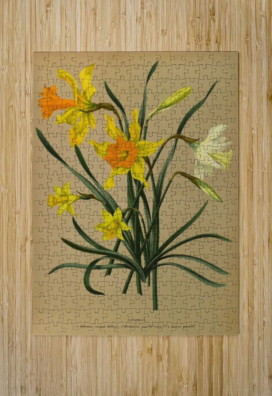 Album van Eeden : Haarlems flora : 1872-1881 IStockHistory com Puzzle printing