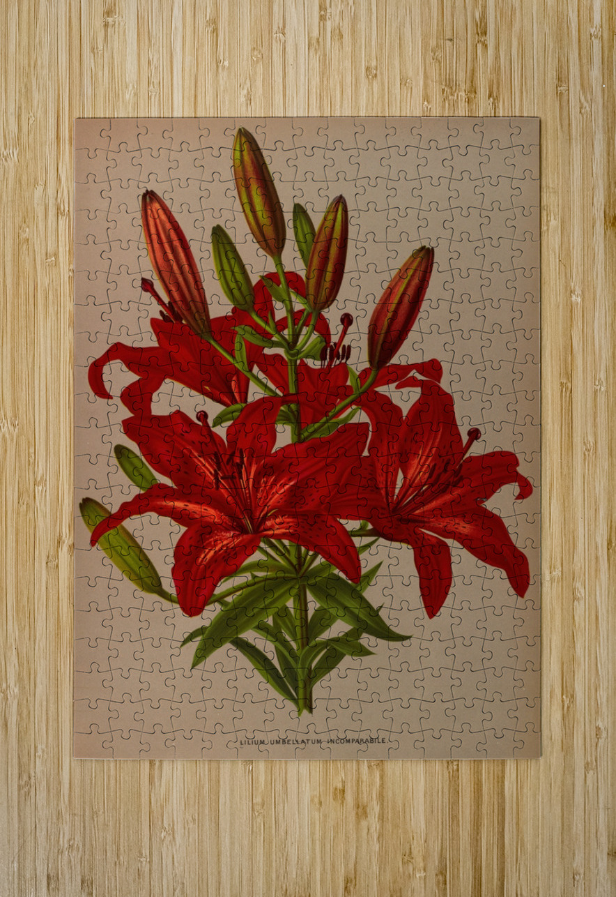 Album van Eeden : Haarlems flora : 1872-1881 IStockHistory com Puzzle printing