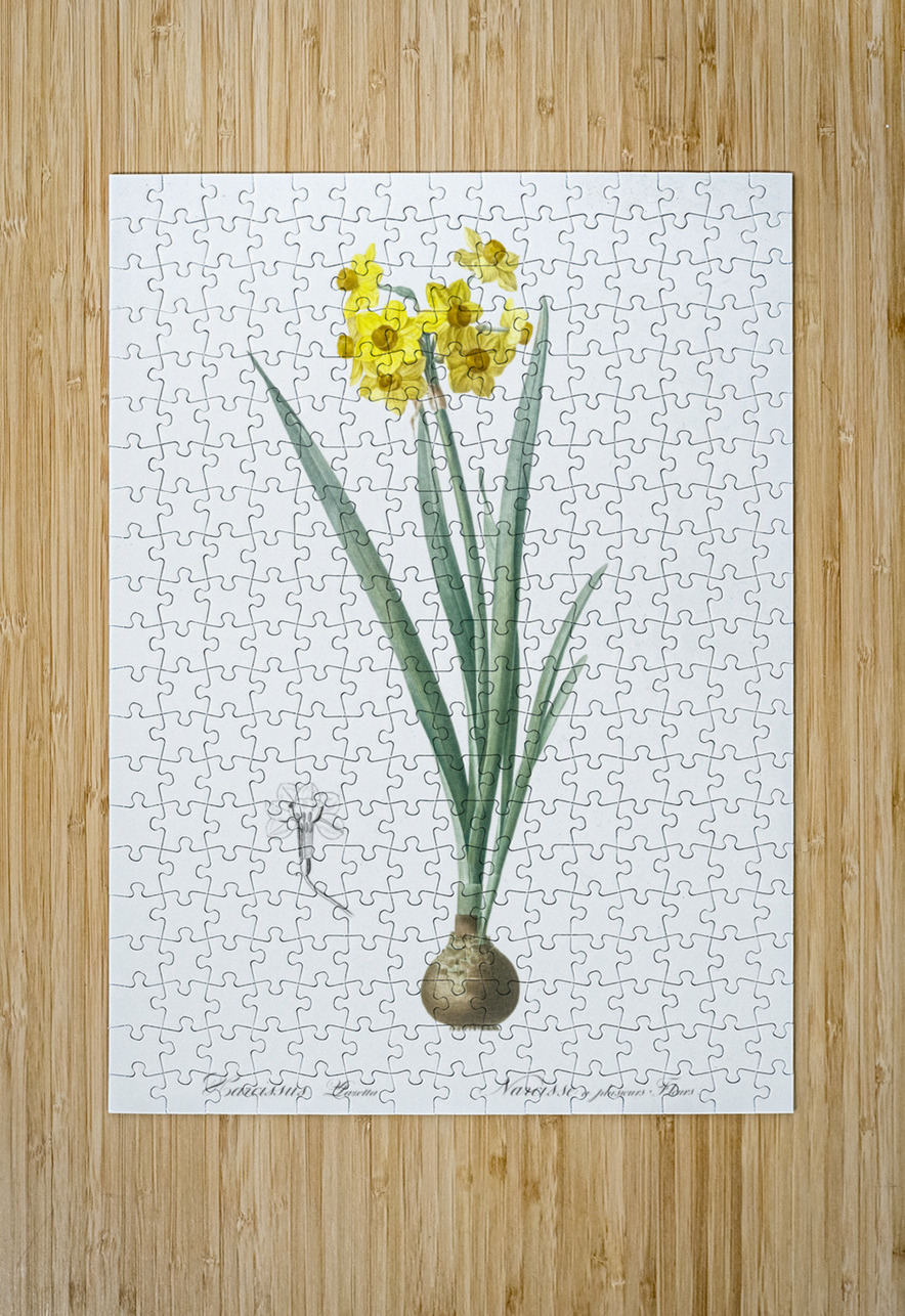 Daffodil illustration  IStockHistory com Puzzle printing