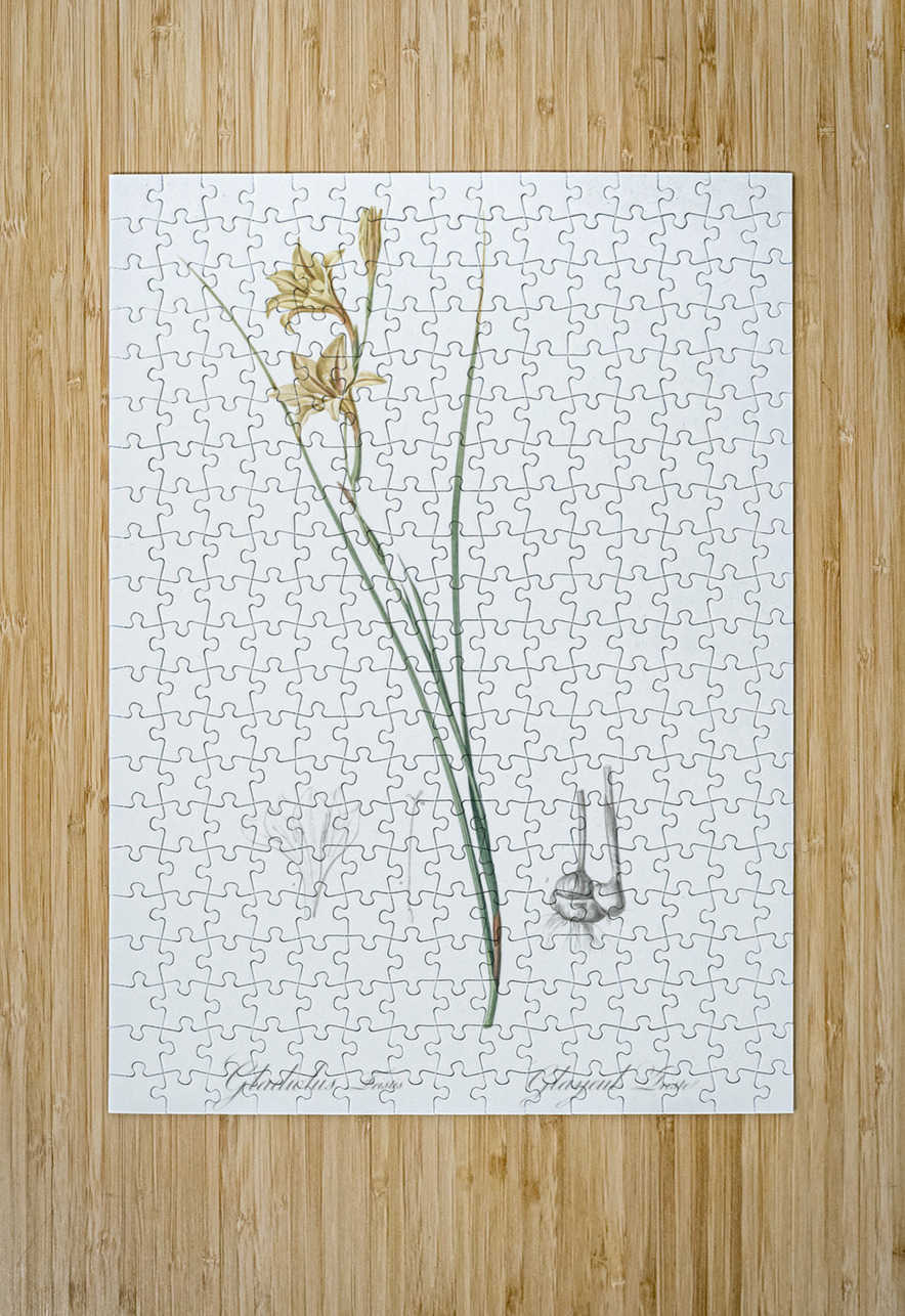 Lady slipper orchid illustration  IStockHistory com Puzzle printing