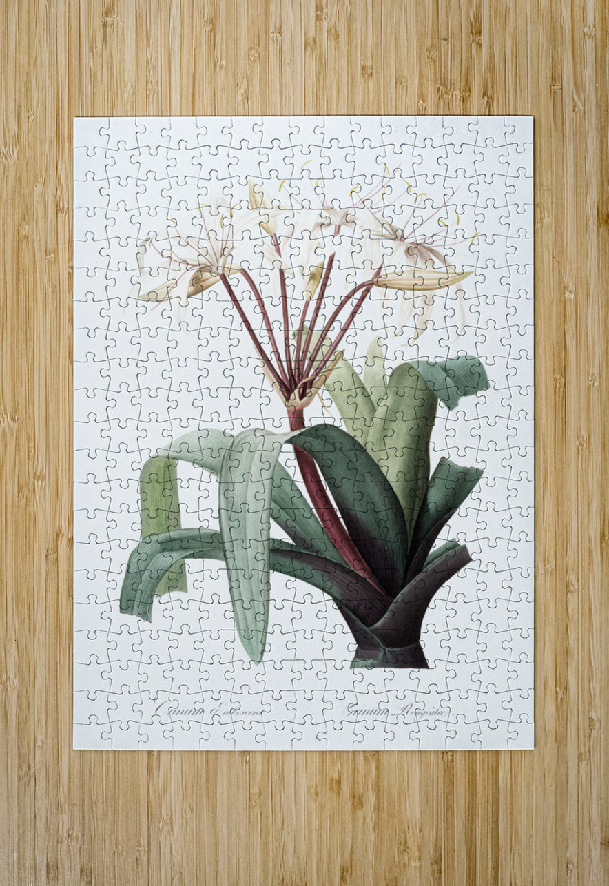 Crinum erubescens illustration  IStockHistory com Puzzle printing