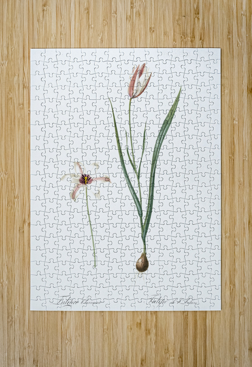 Lady tulip illustration  IStockHistory com Puzzle printing