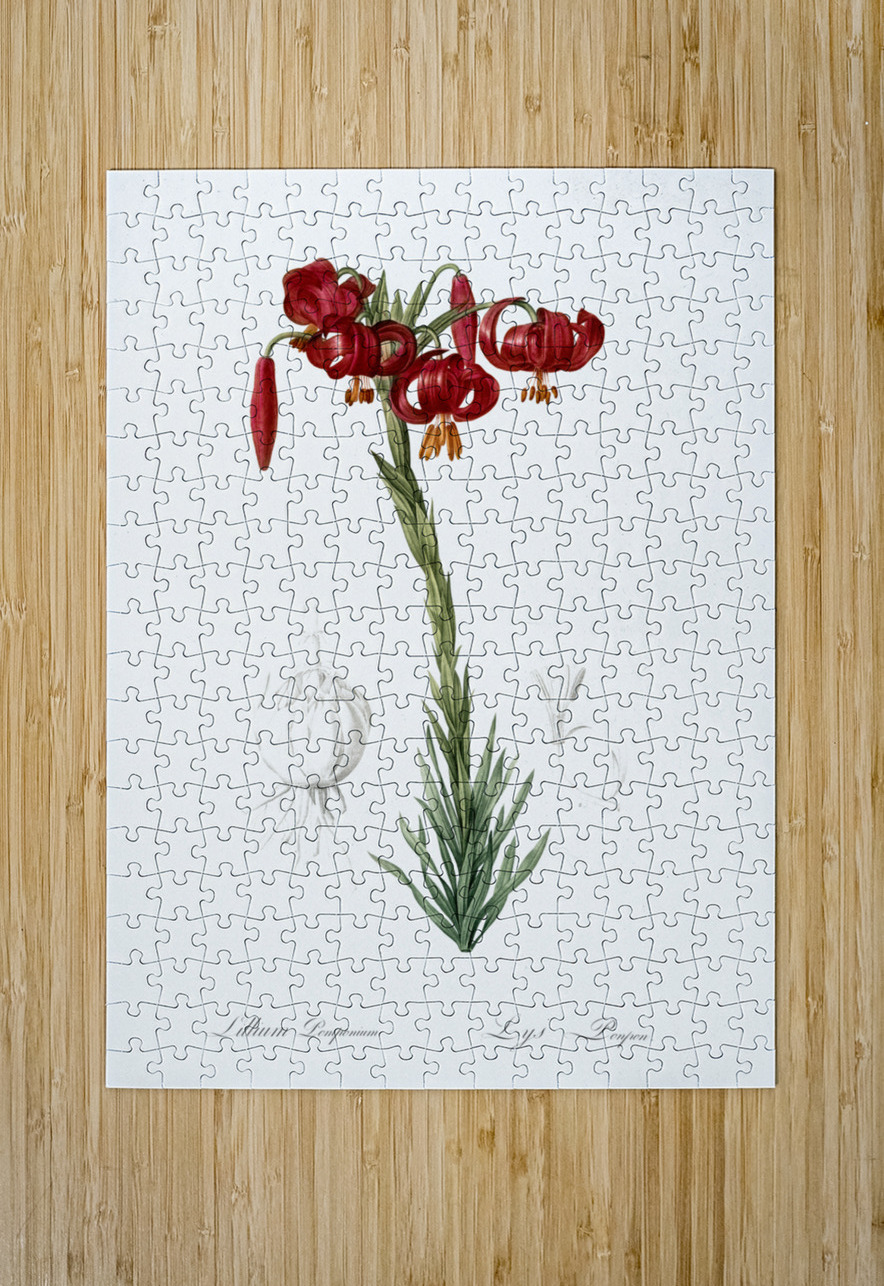 Lily illustration  IStockHistory com Puzzle printing