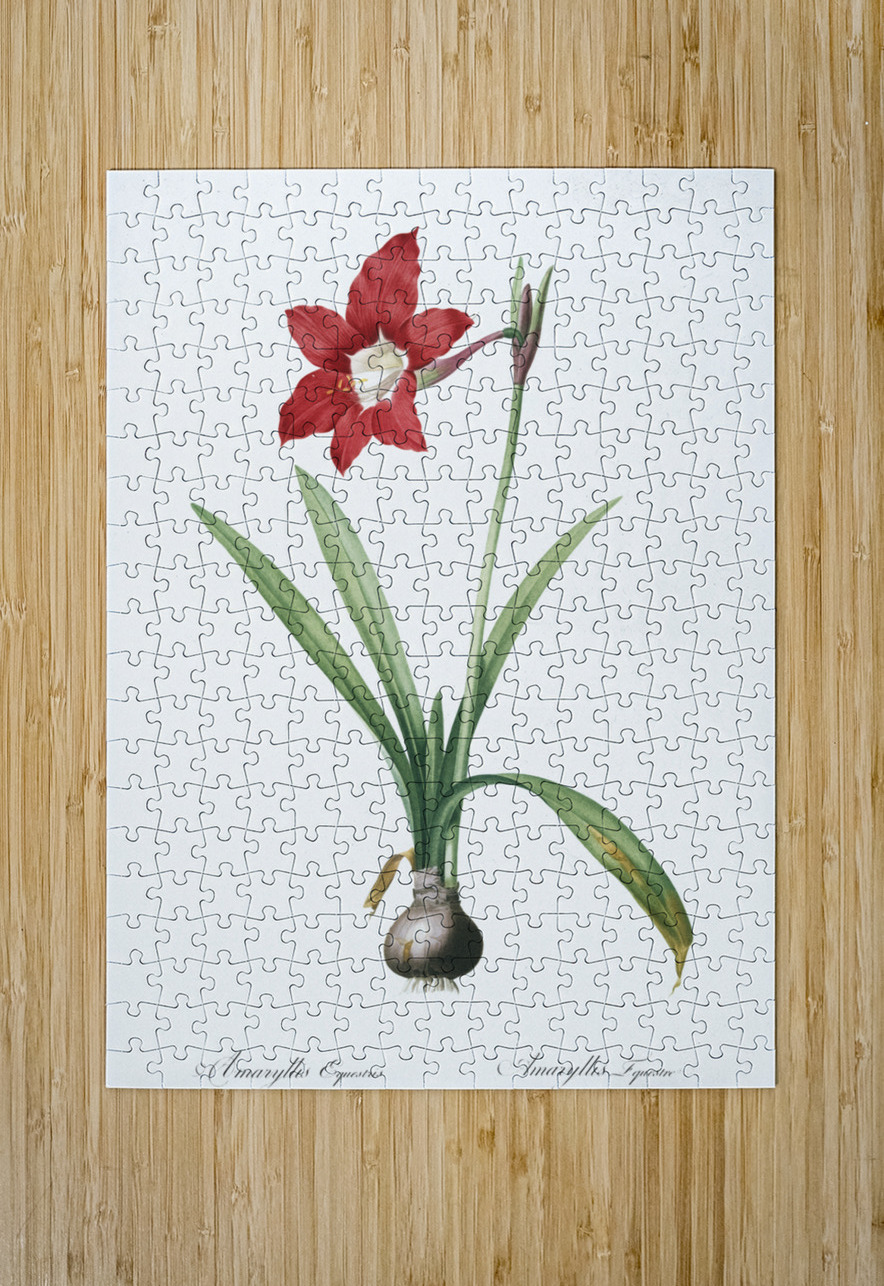 Hippeastrum illustration  IStockHistory com Puzzle printing