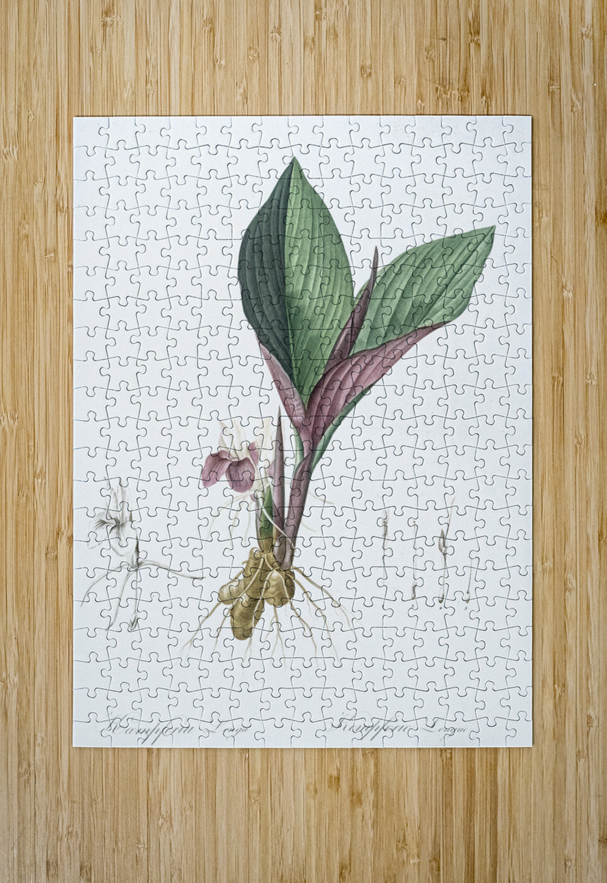 Koemferia longa illustration  IStockHistory com Puzzle printing