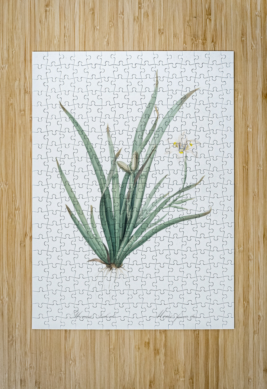 Fortnight lily illustration  IStockHistory com Puzzle printing