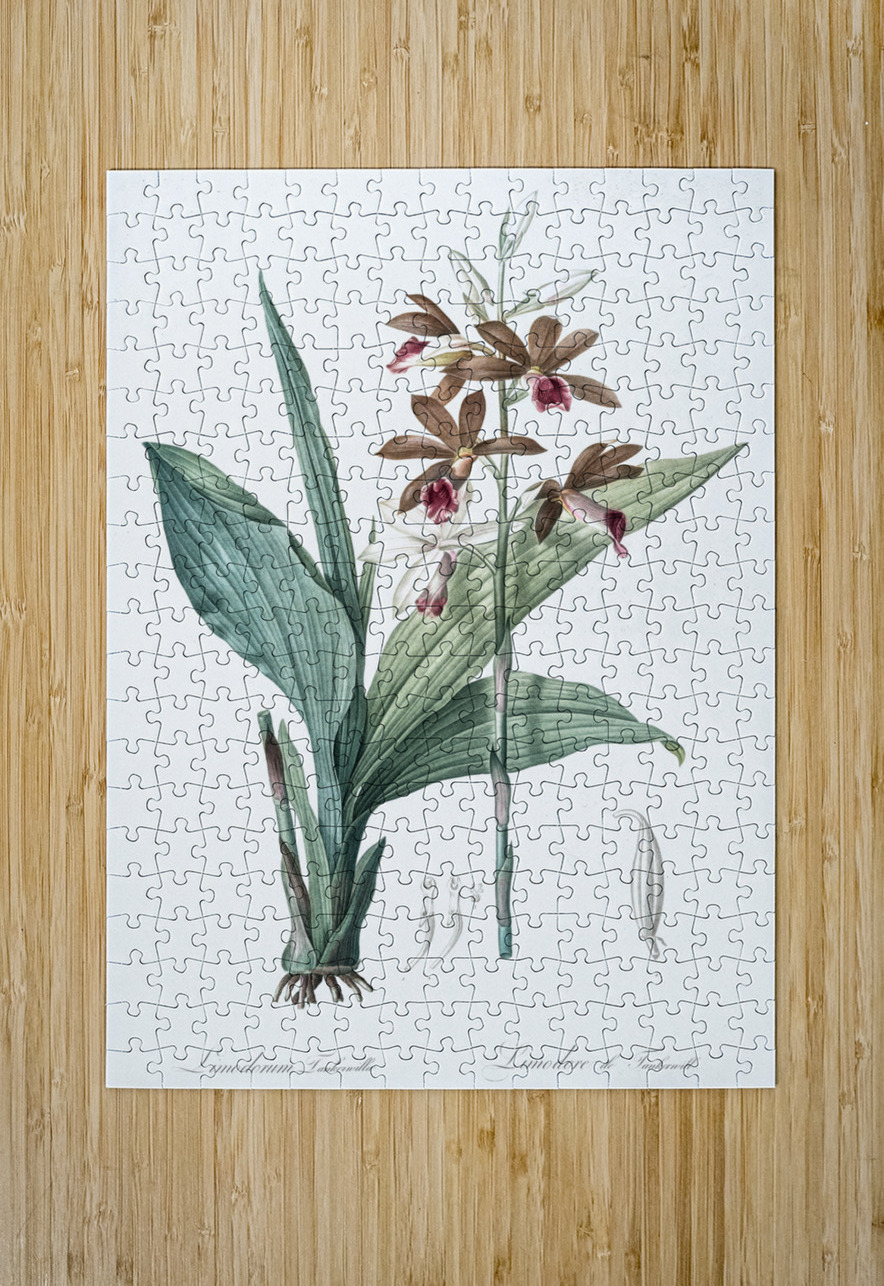 Limodorum tankervilleae illustration  IStockHistory com Puzzle printing