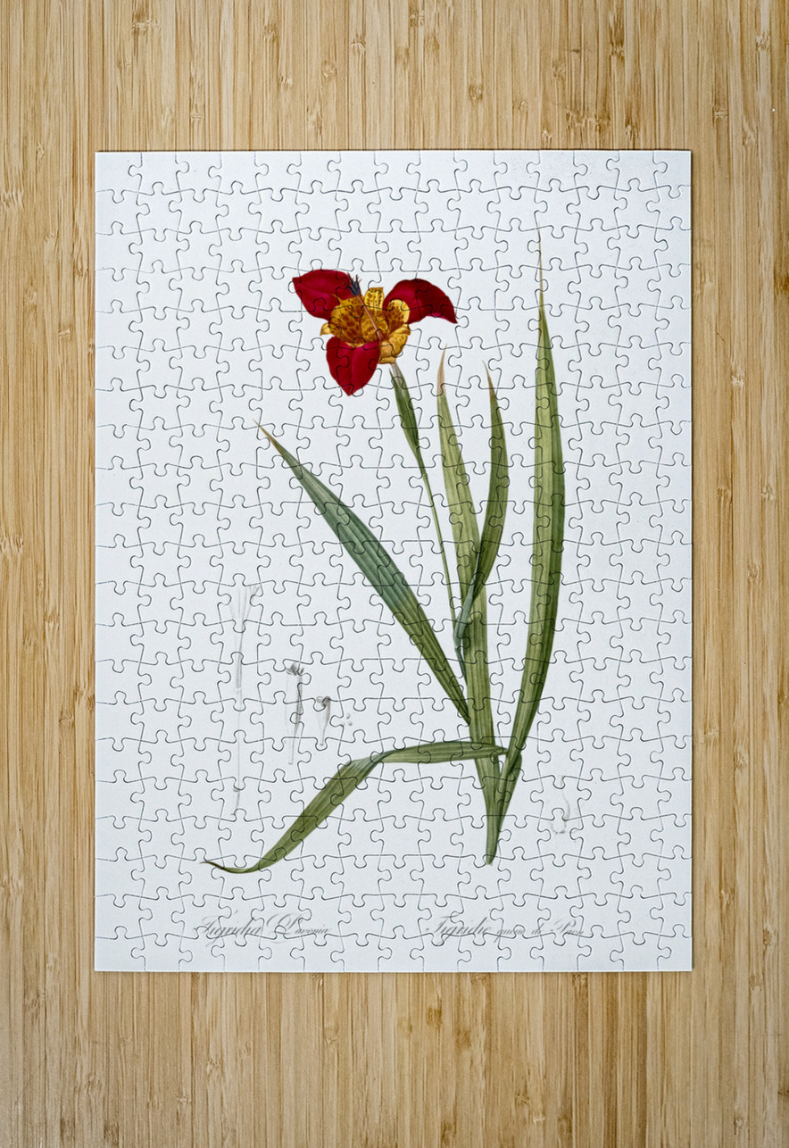 Tiger flower illustration  IStockHistory com Puzzle printing