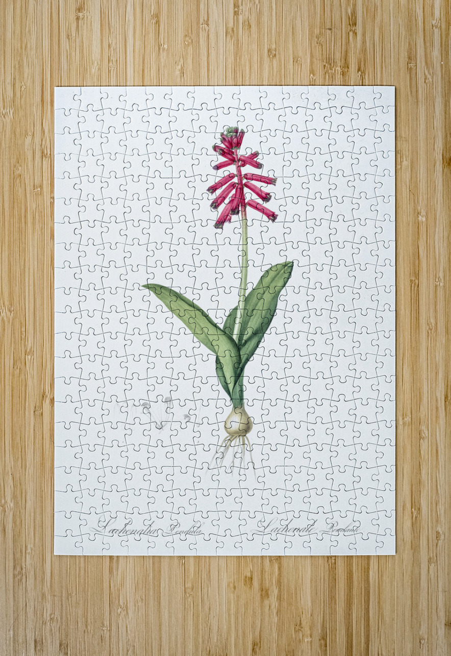 Lachenalia pendula illustration  IStockHistory com Puzzle printing