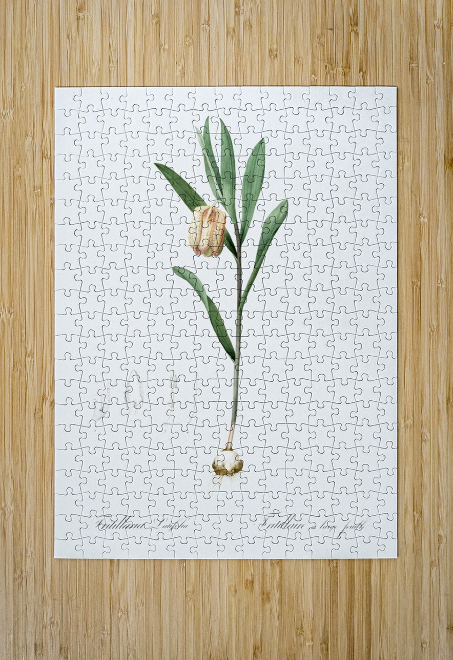 Lachenalia pendula illustration  IStockHistory com Puzzle printing