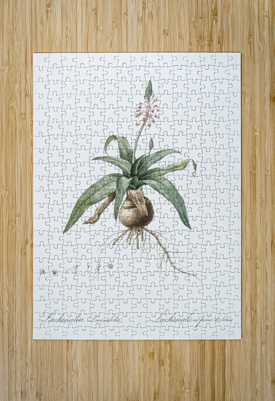 Lachenalia lanceaefolia illustration  IStockHistory com Puzzle printing