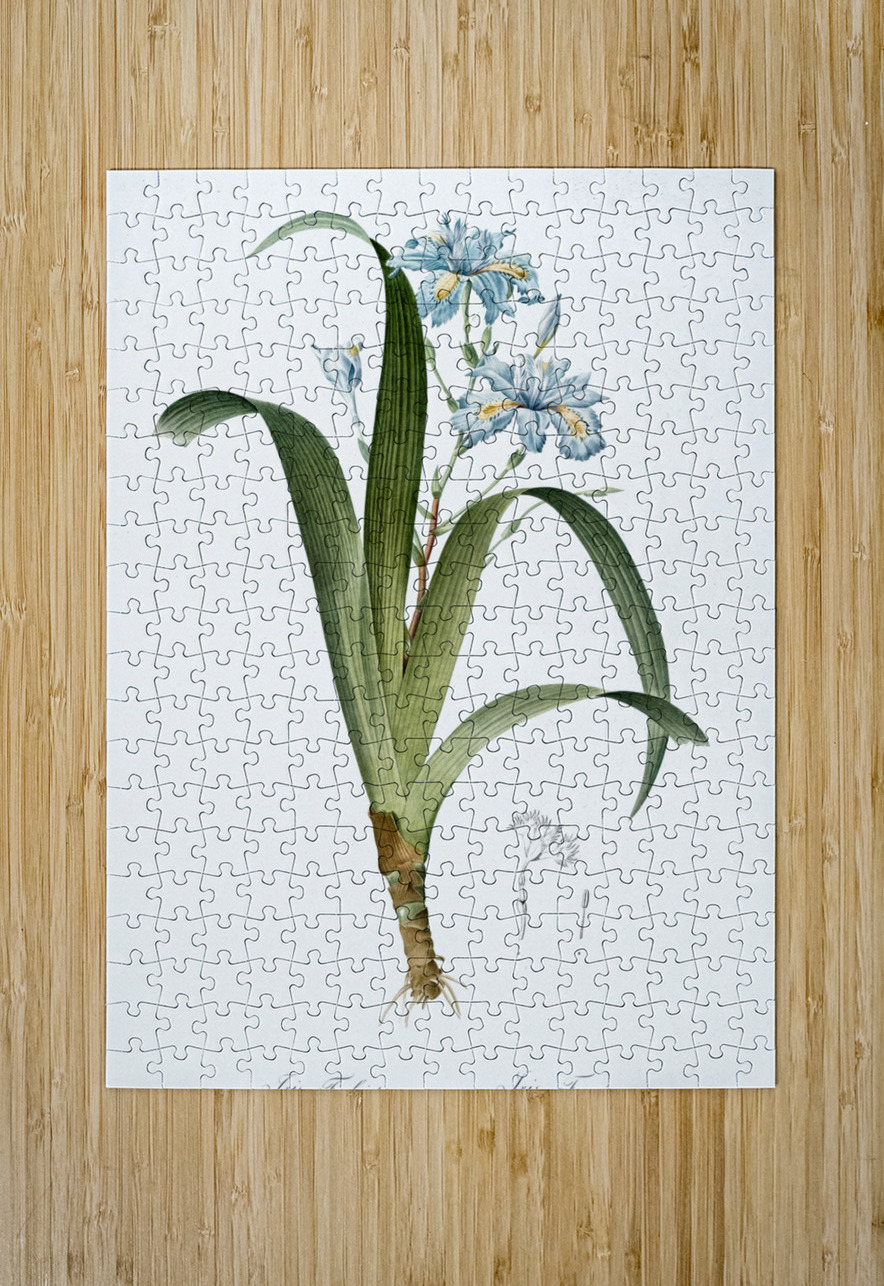 Iris fimbriata illustration  IStockHistory com Puzzle printing