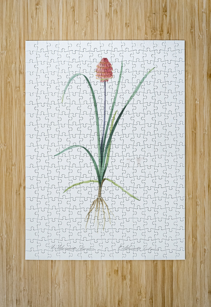 Veltheimia abyssinica illustration  IStockHistory com Puzzle printing