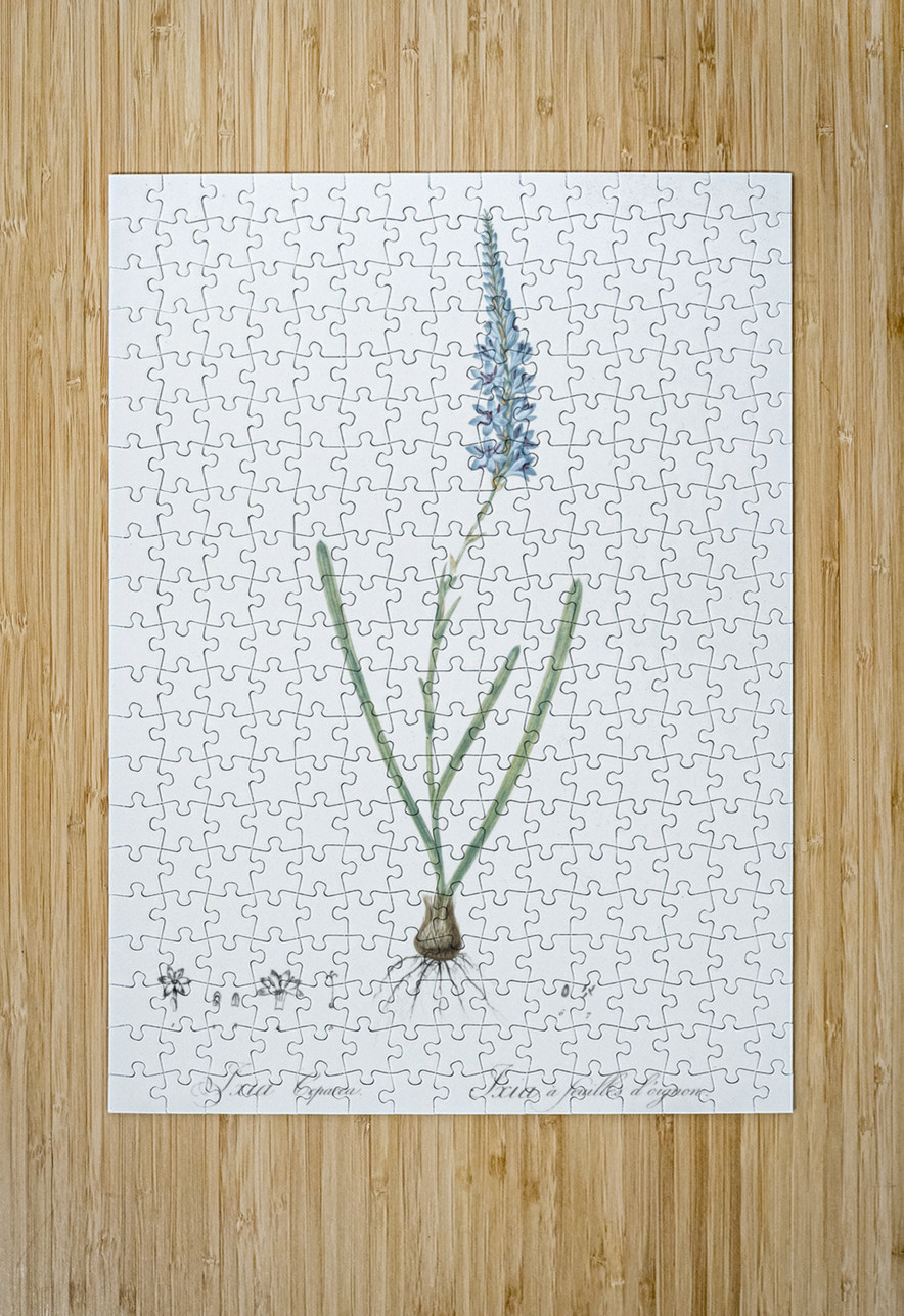 Ixia cepacea illustration  IStockHistory com Puzzle printing