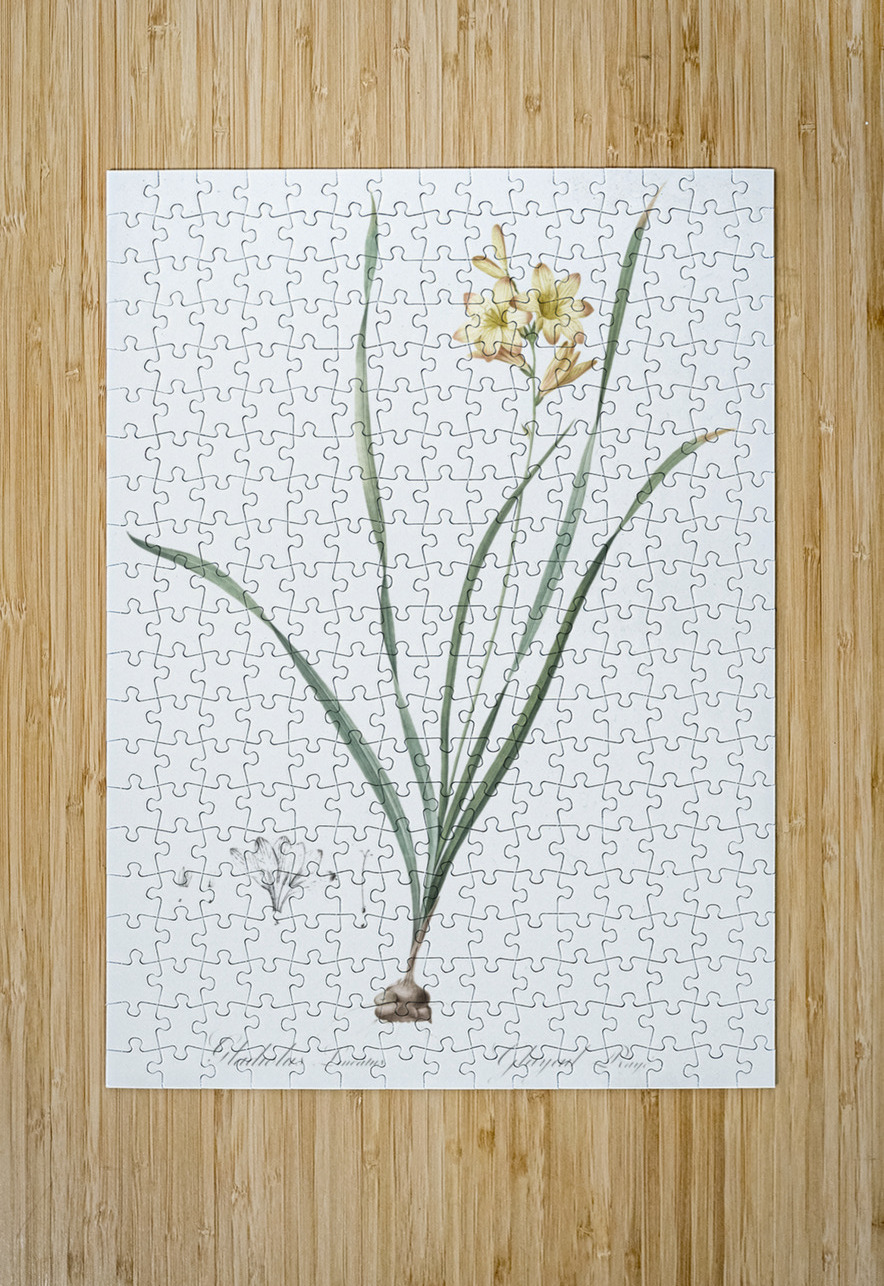 Gladiolus lineatus illustration  IStockHistory com Puzzle printing