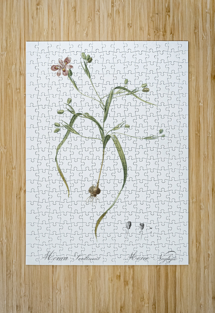 Moraea sordescens illustration  IStockHistory com Puzzle printing