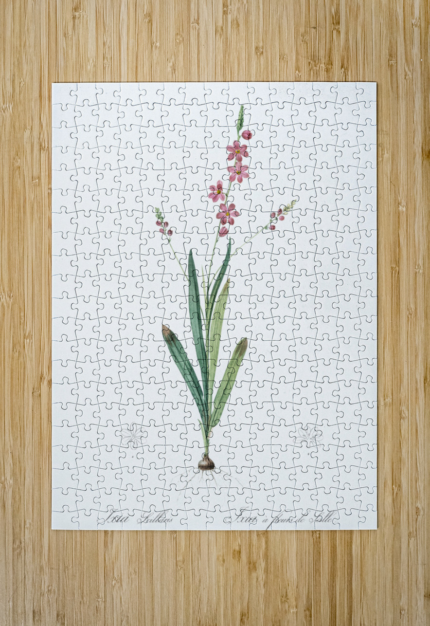 Ixia scillaris illustration  IStockHistory com Puzzle printing