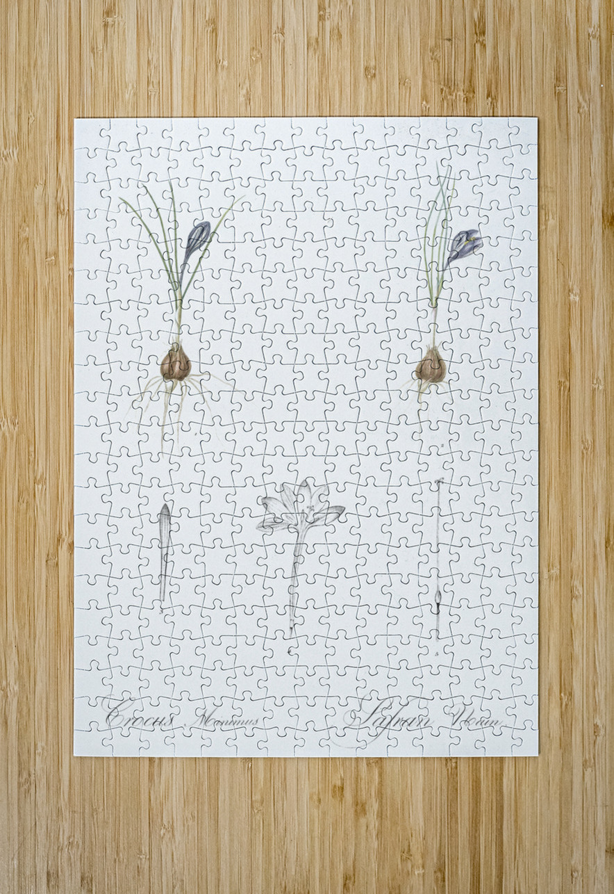 Crocus illustration  IStockHistory com Puzzle printing