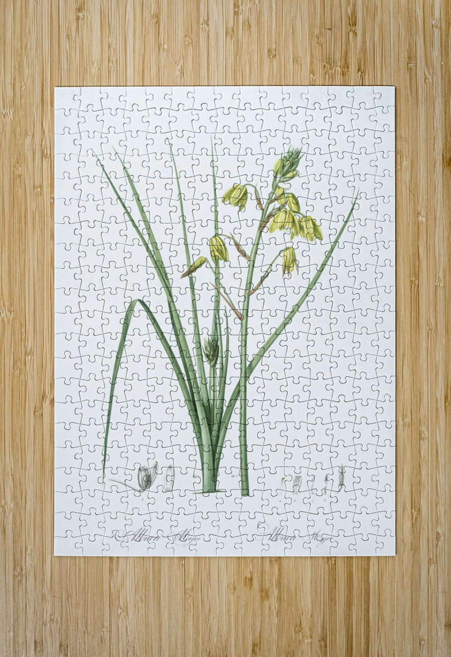 Slime Lily illustration  IStockHistory com Puzzle printing
