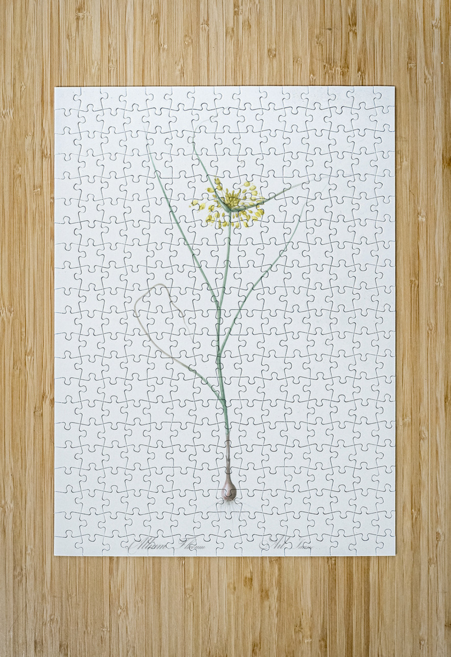 Small yellow onion illustration  IStockHistory com Puzzle printing