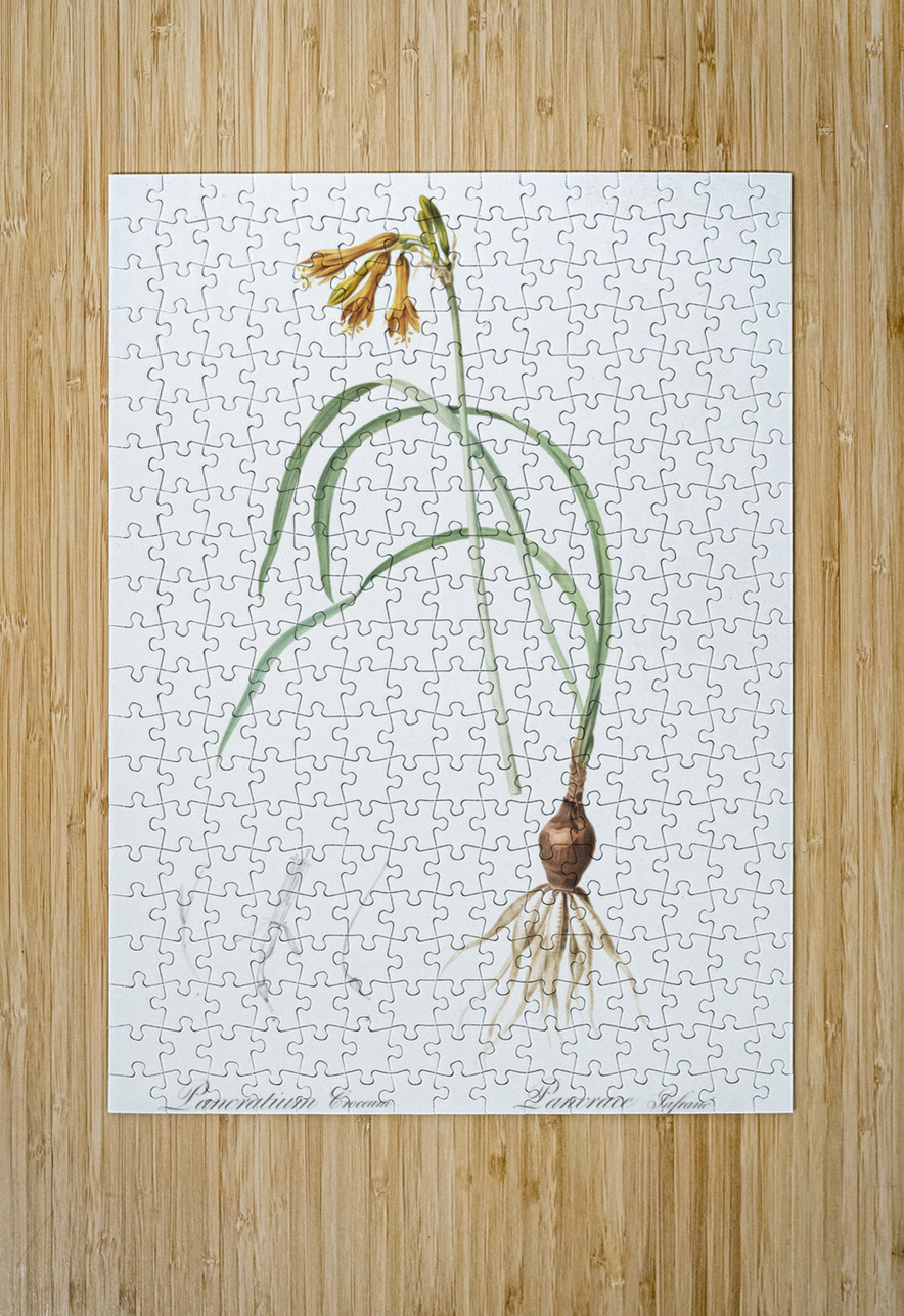 iPancratium croceum llustration  IStockHistory com Puzzle printing