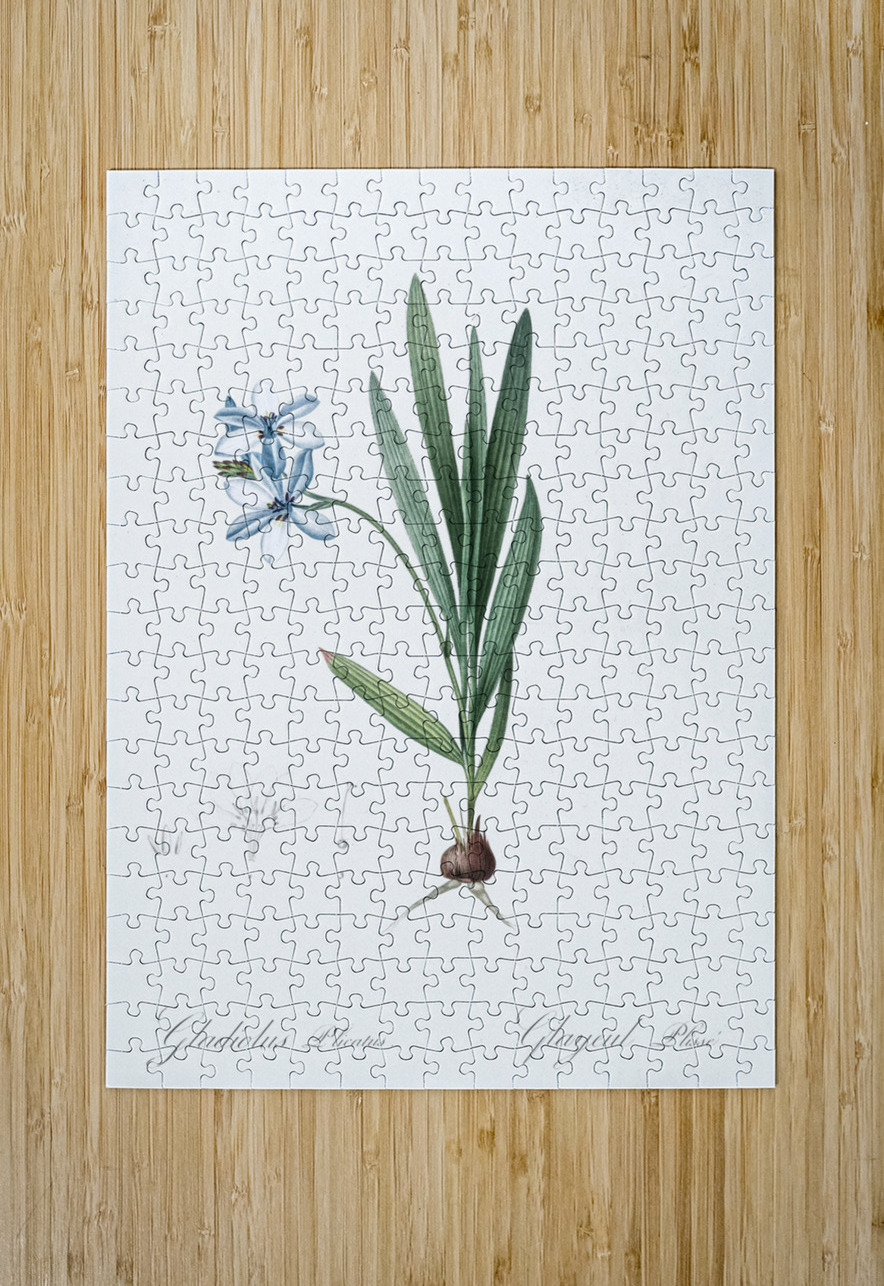 Gladiolus plicatus illustration  IStockHistory com Puzzle printing