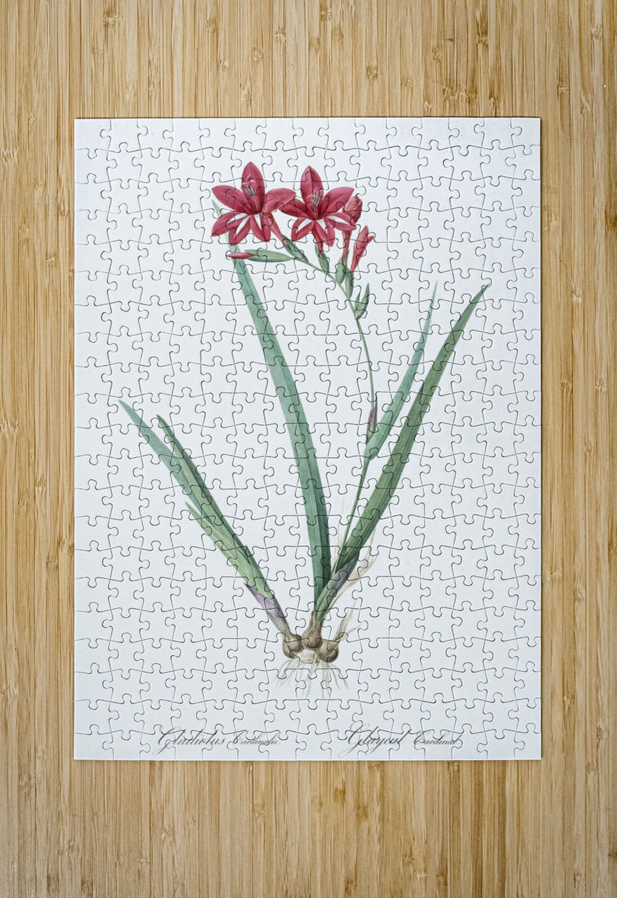 Gladiolus cardinalis illustration  IStockHistory com Puzzle printing