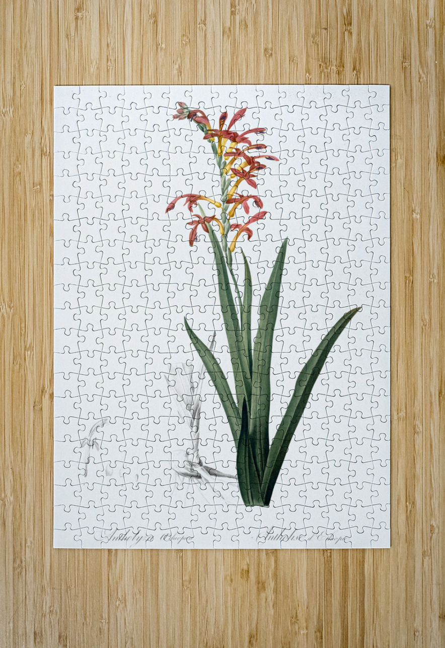 Antholyza aethiopica illustration  IStockHistory com Puzzle printing