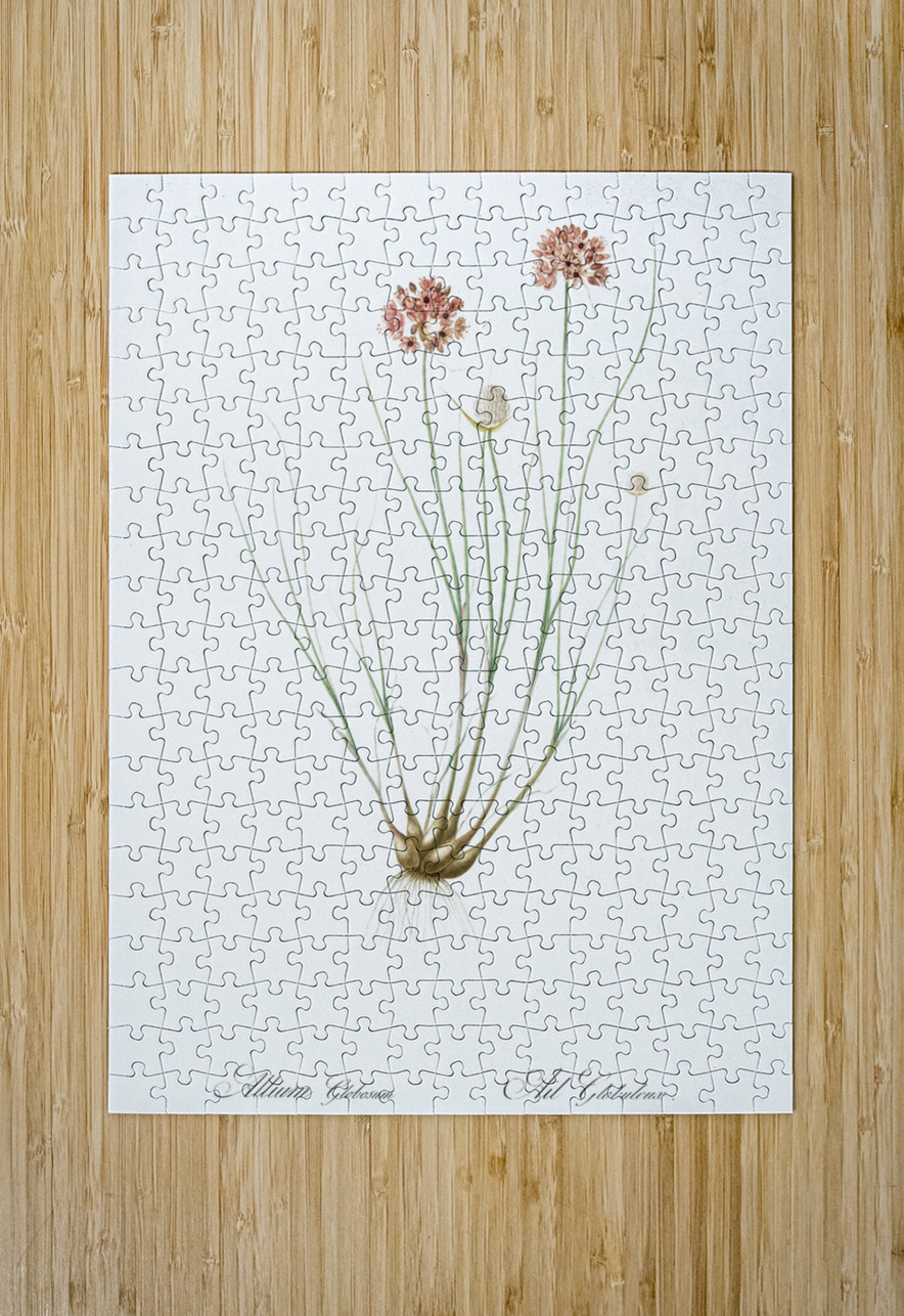 Allium globosum illustration  IStockHistory com Puzzle printing