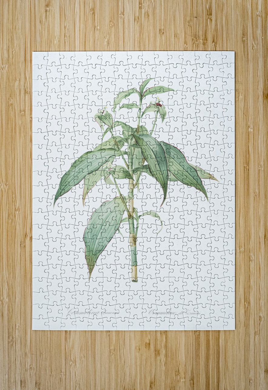 Commelina zanonia illustration  IStockHistory com Puzzle printing