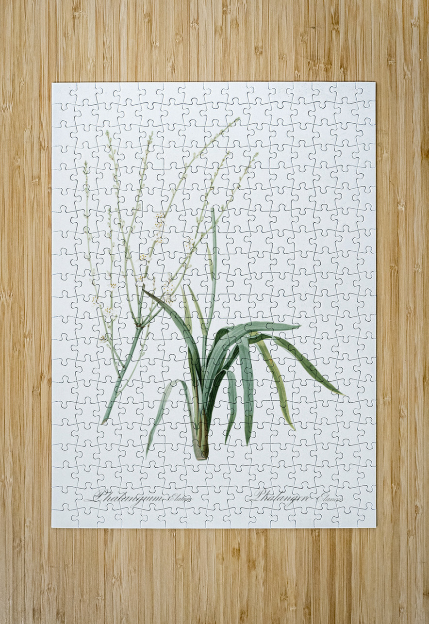 Phalangium elatum illustration  IStockHistory com Puzzle printing