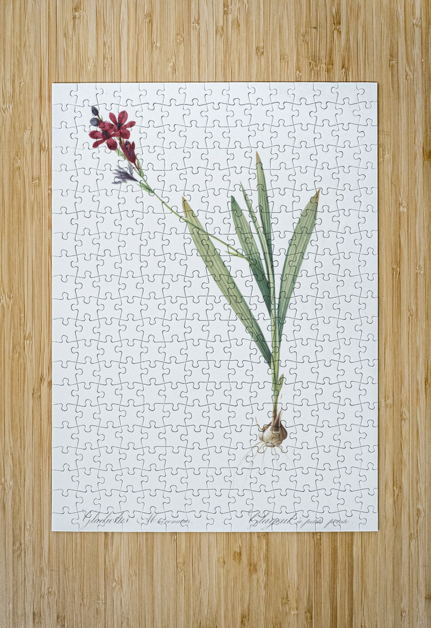 Gladiolus mucronatus illustration  IStockHistory com Puzzle printing