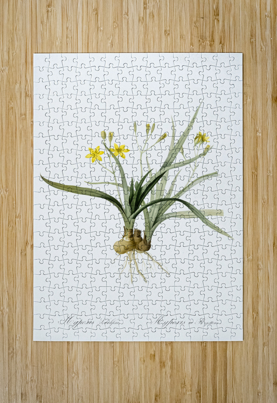 Gladiolus mucronatus illustration  IStockHistory com Puzzle printing