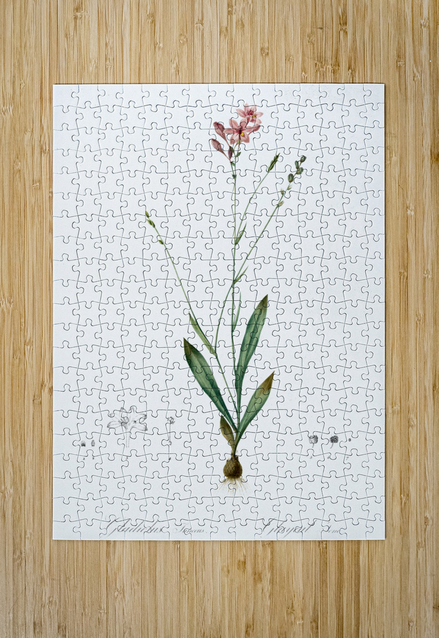 Gladiolus junceus illustration  IStockHistory com Puzzle printing