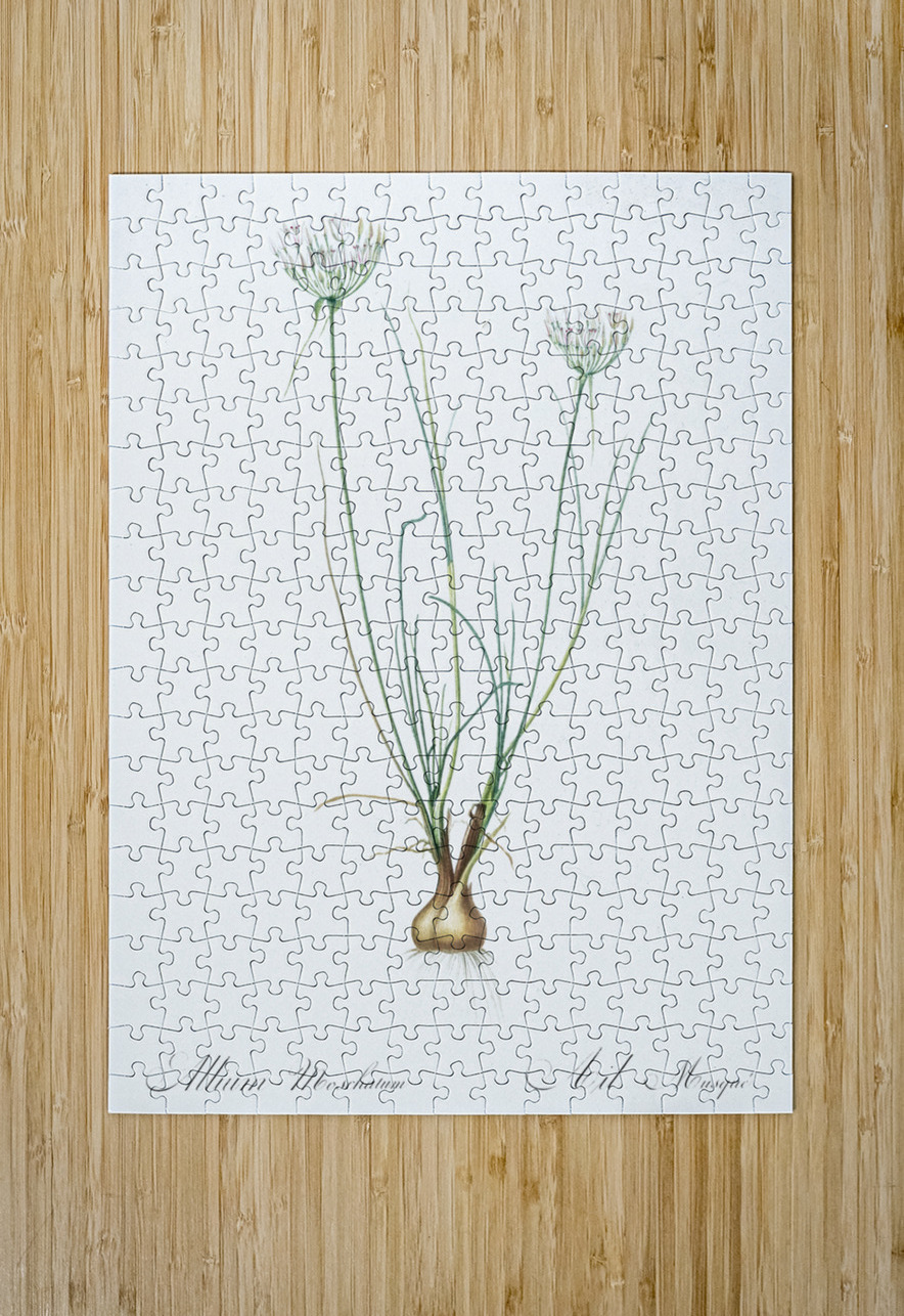 Cordyline fruticosa illustration  IStockHistory com Puzzle printing