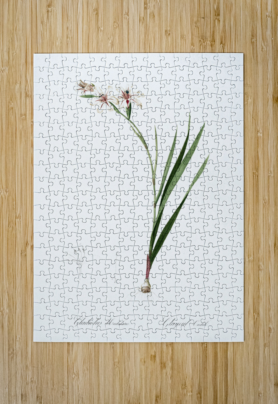 Gladiolus illustration  IStockHistory com Puzzle printing