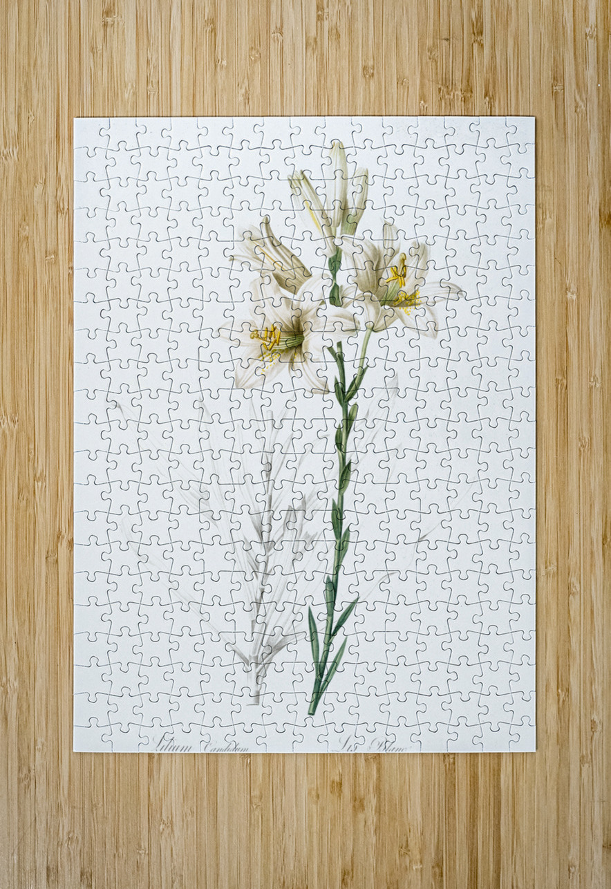 Madonna lily illustration  IStockHistory com Puzzle printing