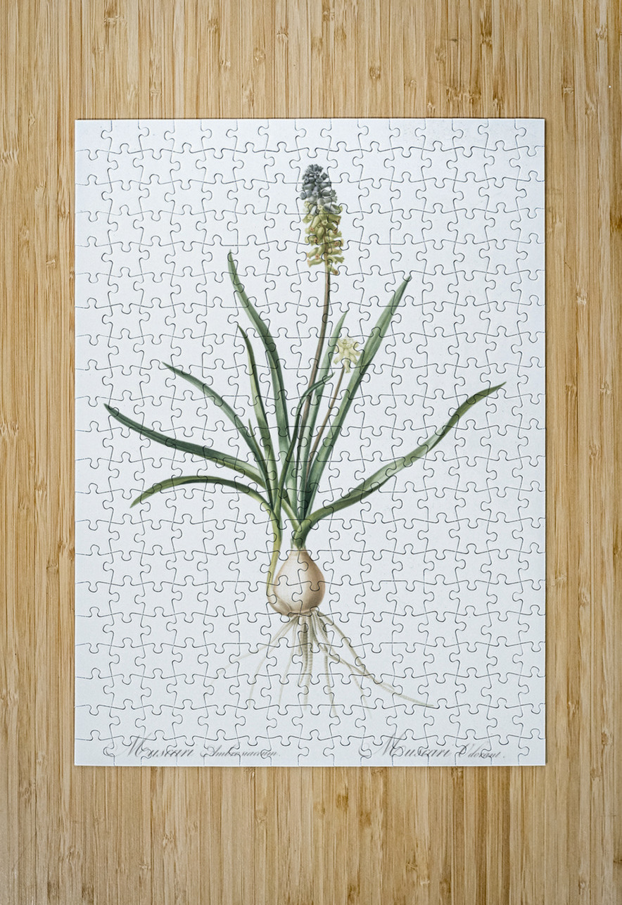 Muscari ambrosiacum illustration  IStockHistory com Puzzle printing