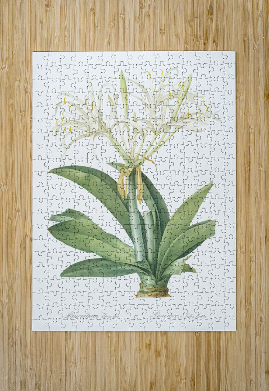 Pancratium speciosum illustration  IStockHistory com Puzzle printing