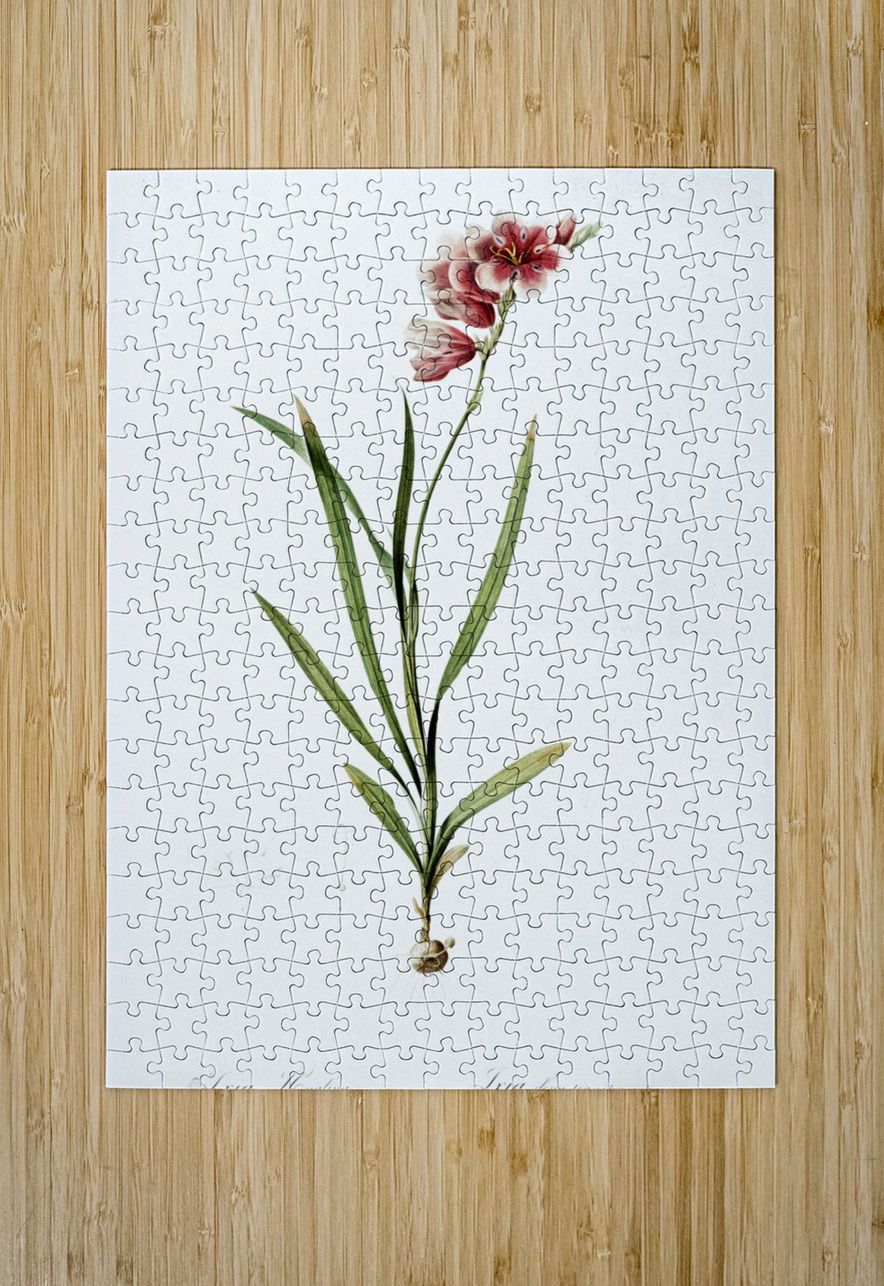 Ixia hyalina illustration  IStockHistory com Puzzle printing