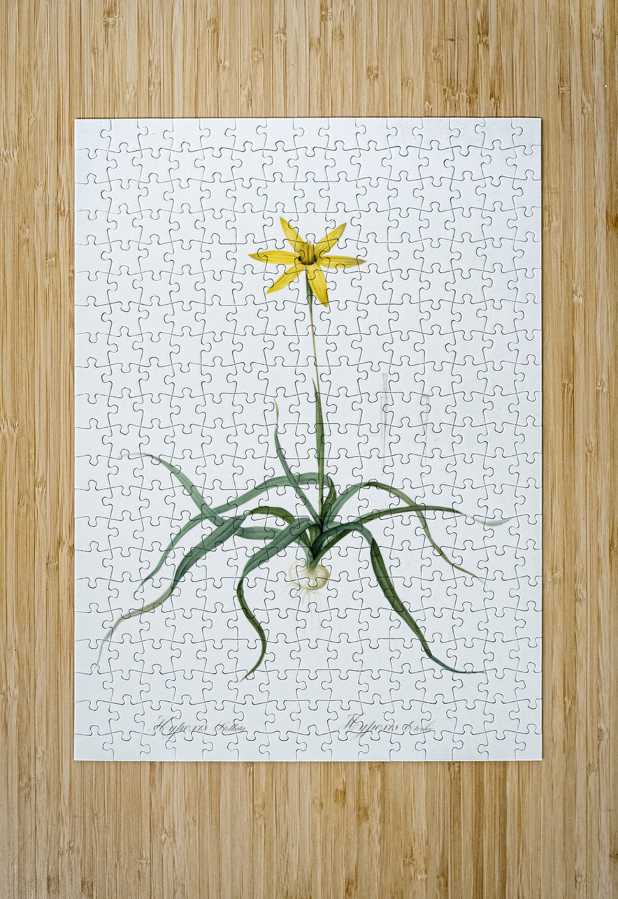 Hypoxis stellata illustration  IStockHistory com Puzzle printing