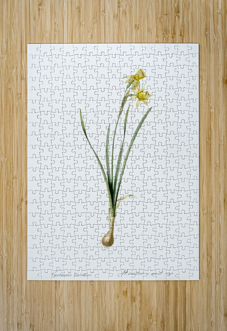 Narcissus calathinus illustration  IStockHistory com Puzzle printing