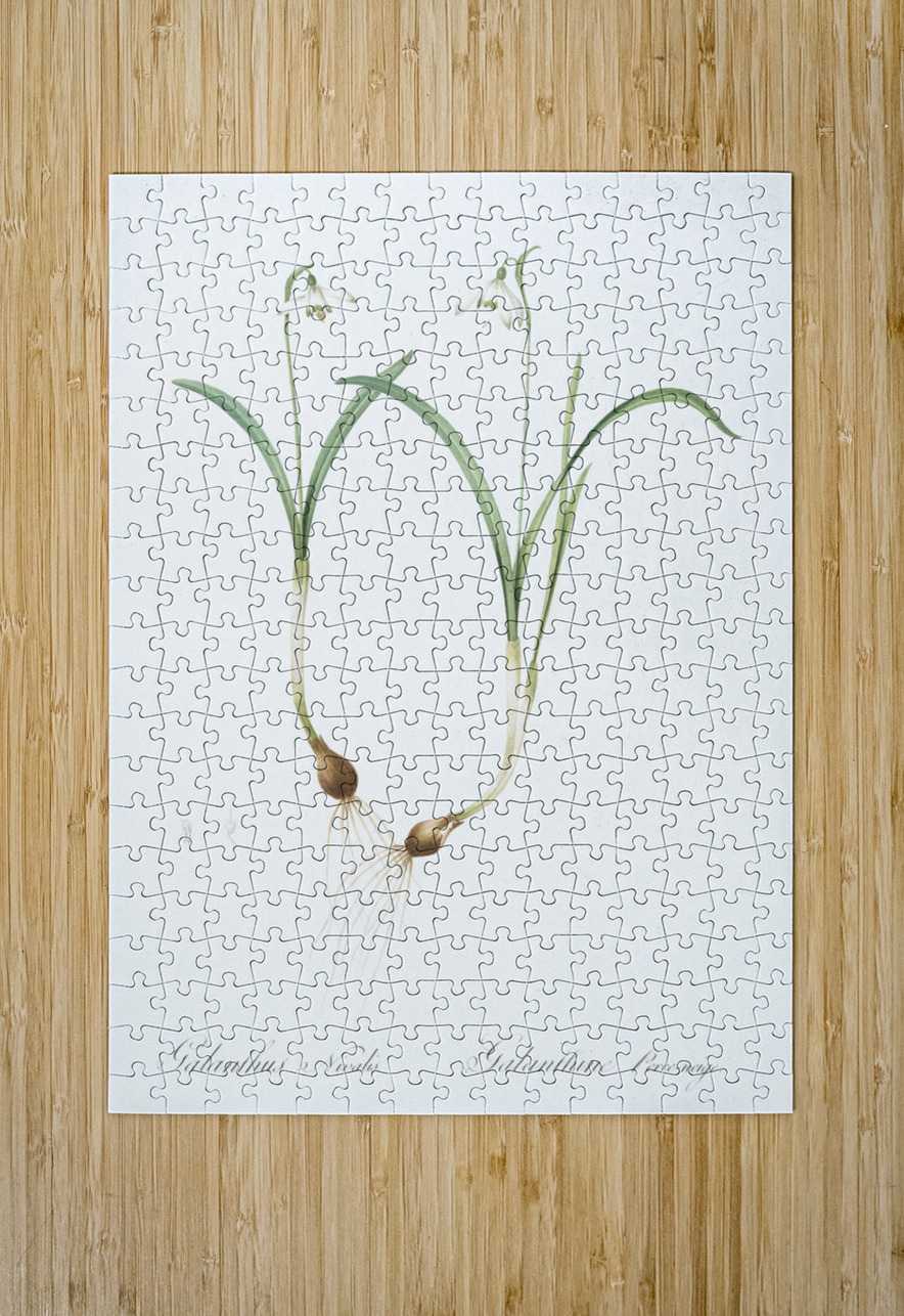 Snowdrop illustration  IStockHistory com Puzzle printing