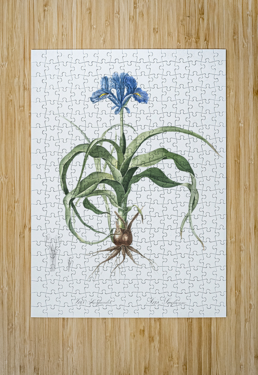Iris scorpiodes illustration  IStockHistory com Puzzle printing