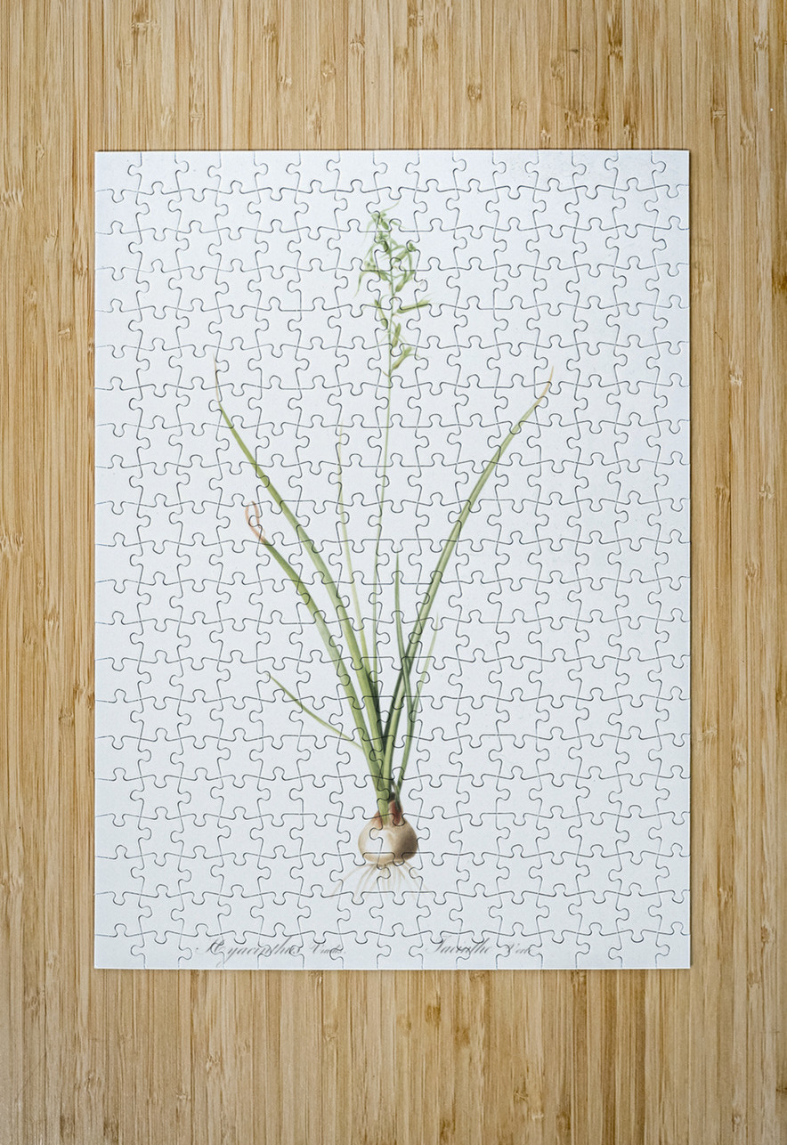 Hyacinthus viridis illustration  IStockHistory com Puzzle printing
