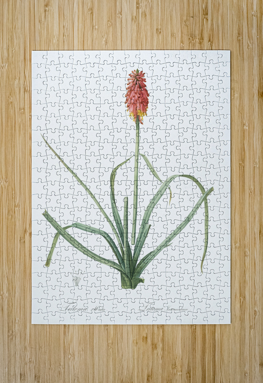 Redhot poker illustration  IStockHistory com Puzzle printing