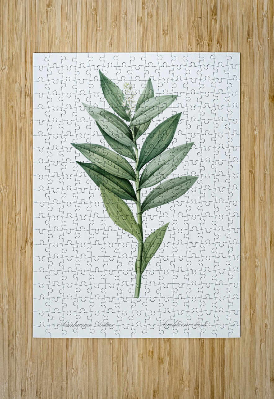 Smilacina stellata illustration  IStockHistory com Puzzle printing